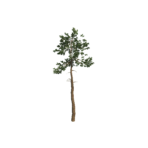 pine 1